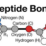 Peptide Bond