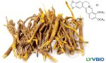 Berberine HCl,Alkaloid Powerhouse for Metabolic Health & Modern Nutraceuticals