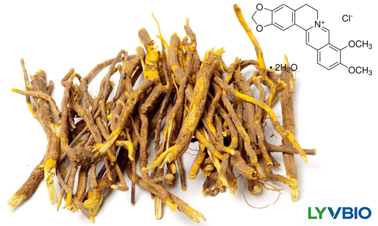 Berberine HCl,Alkaloid Powerhouse for Metabolic Health & Modern Nutraceuticals