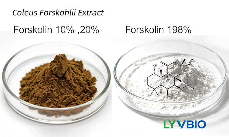 buy Forskolin