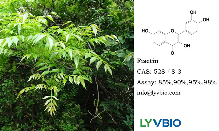 buy Fisetin