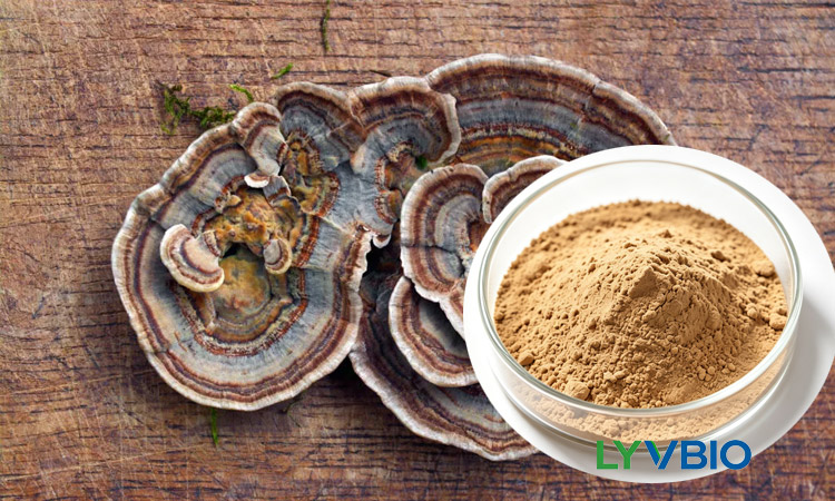 buy Coriolus Versicolor Extract