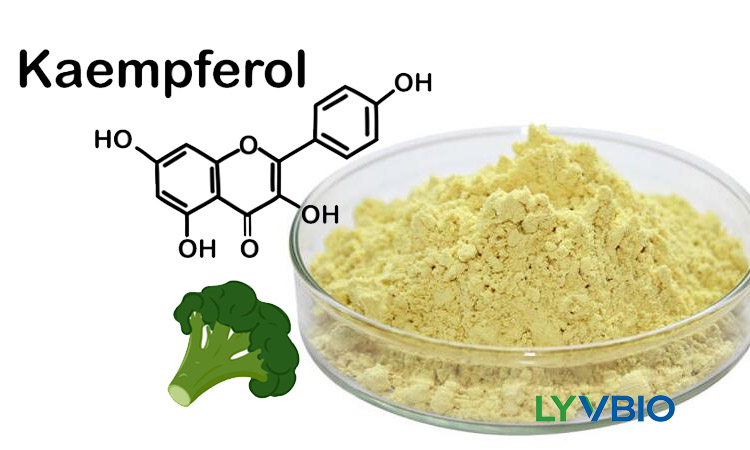 buy Kaempferol