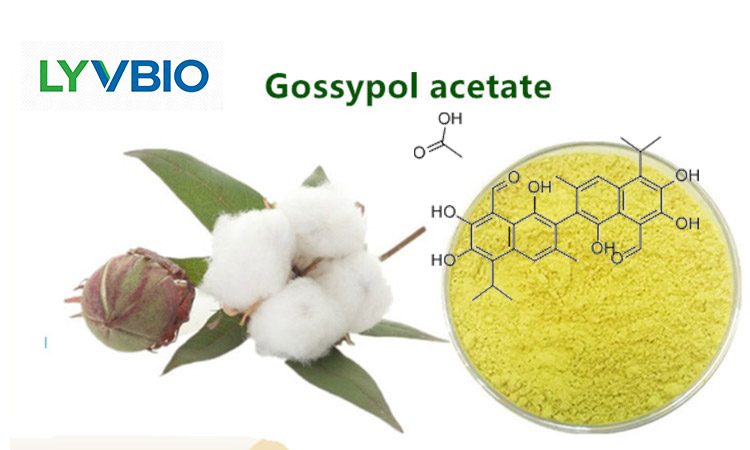 buy Gossypol-acetic acid