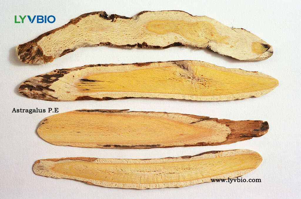 buy Astragalus Extract buy Astragalus Extract