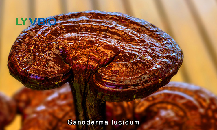 buy Ganoderma spore powder Ganoderma lucidum