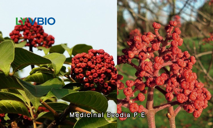 Medicinal Evodia P.E buy Evodia Extract Evodiamine