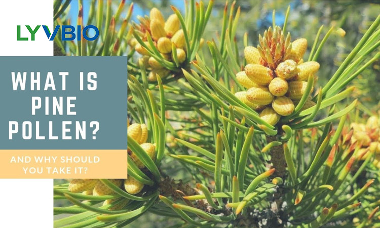 buy Broken Wall Pine Pollen buy Broken Wall Pine Pollen
