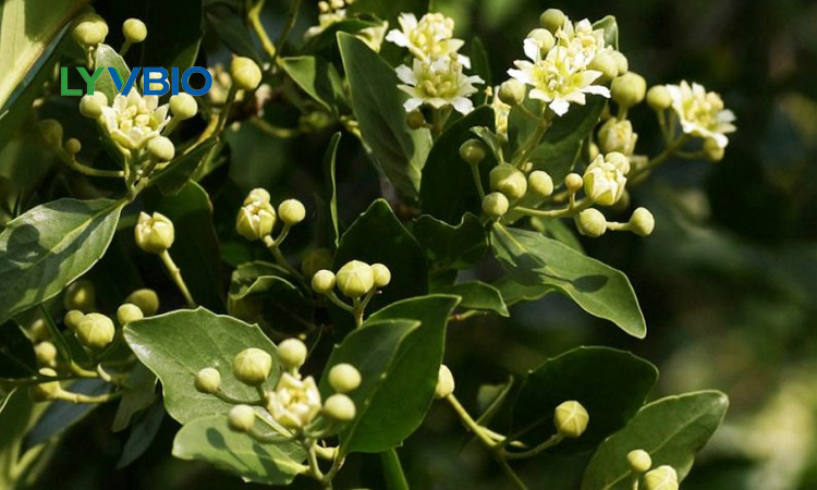 quillaja extract E999