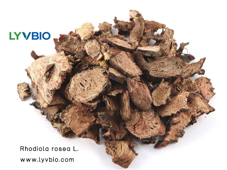 buy Rhodiola Rosea Extract