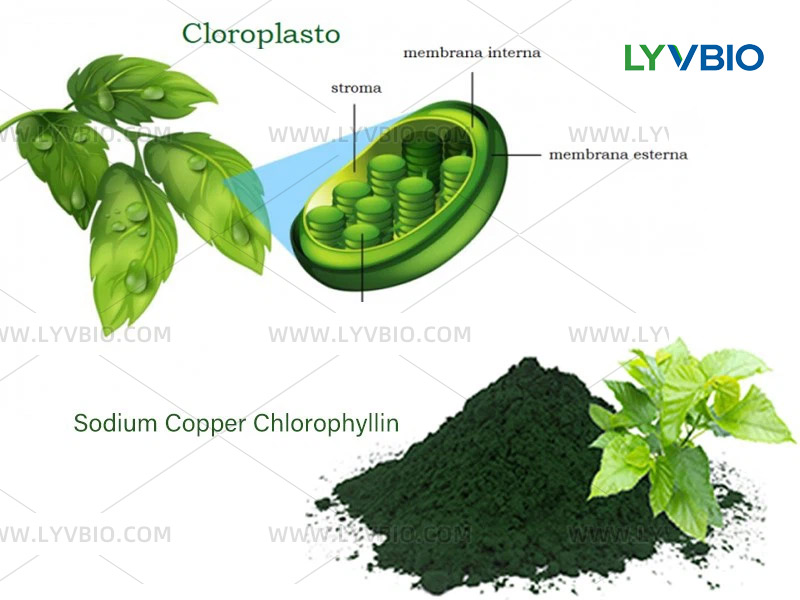 Sodium copper chlorophyllin buy Sodium Copper Chlorophyllin