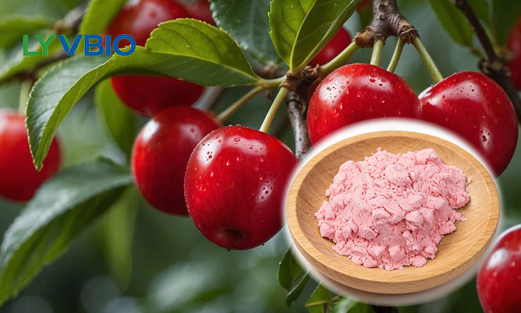 buy Acerola Cherry Extract