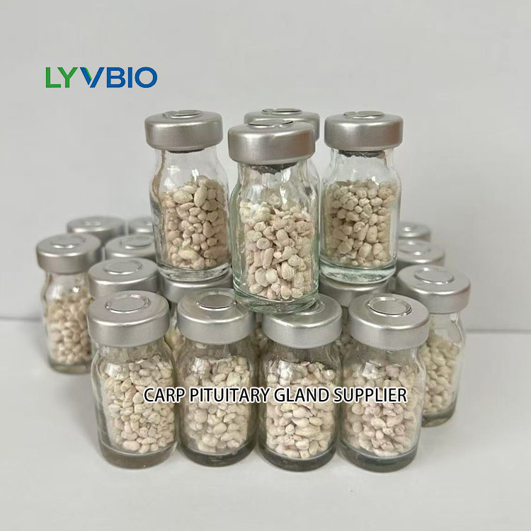 buy Carp Pituitary Gland Supplier for Fish Breeding