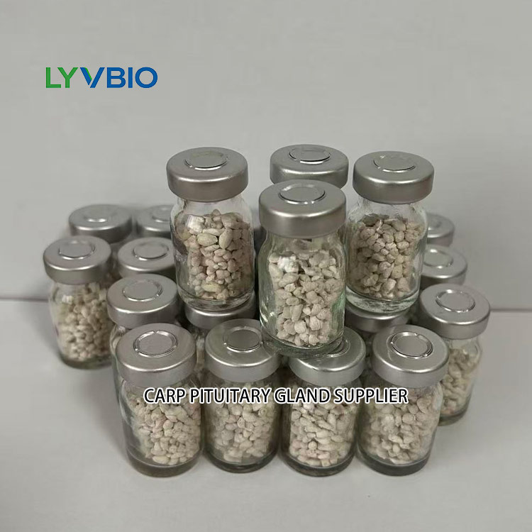 buy Carp Pituitary Gland Supplier for Fish Breeding