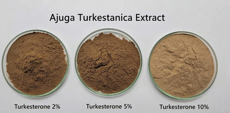 buy Cyanotis Vaga Extract (20-Hydroxyecdysone)