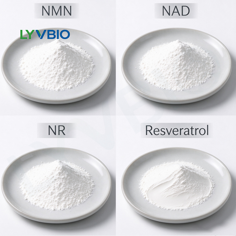 β-Nicotinamide adenine dinucleotide β-Nicotinamide adenine dinucleotide